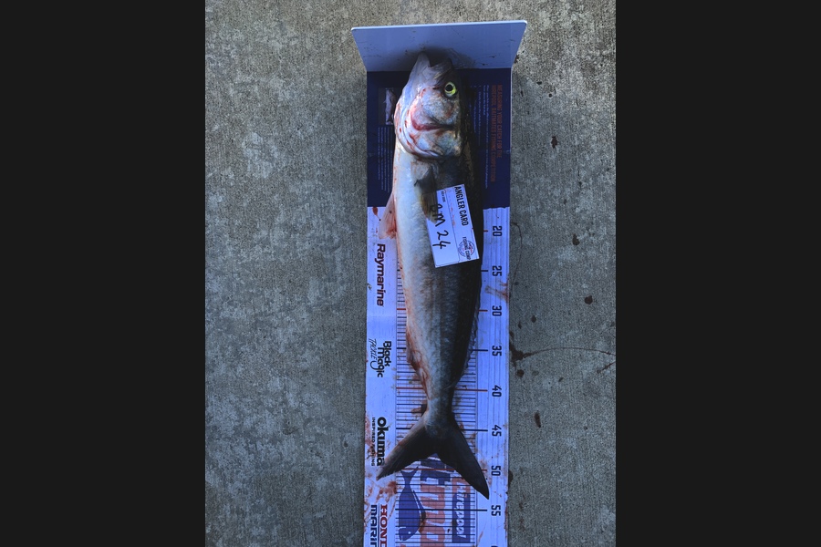 Mark Piskulic caught this 48.0cm Kahawai at Northland during The Hirepool Baitmates Fishing Comp